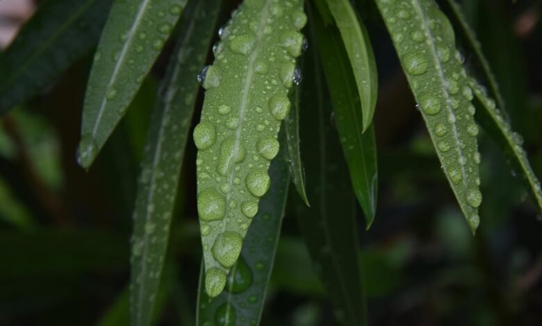 toll free drop rate analysis